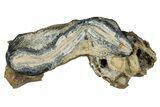 Mammoth Molar Slice With Case - South Carolina #350004-1